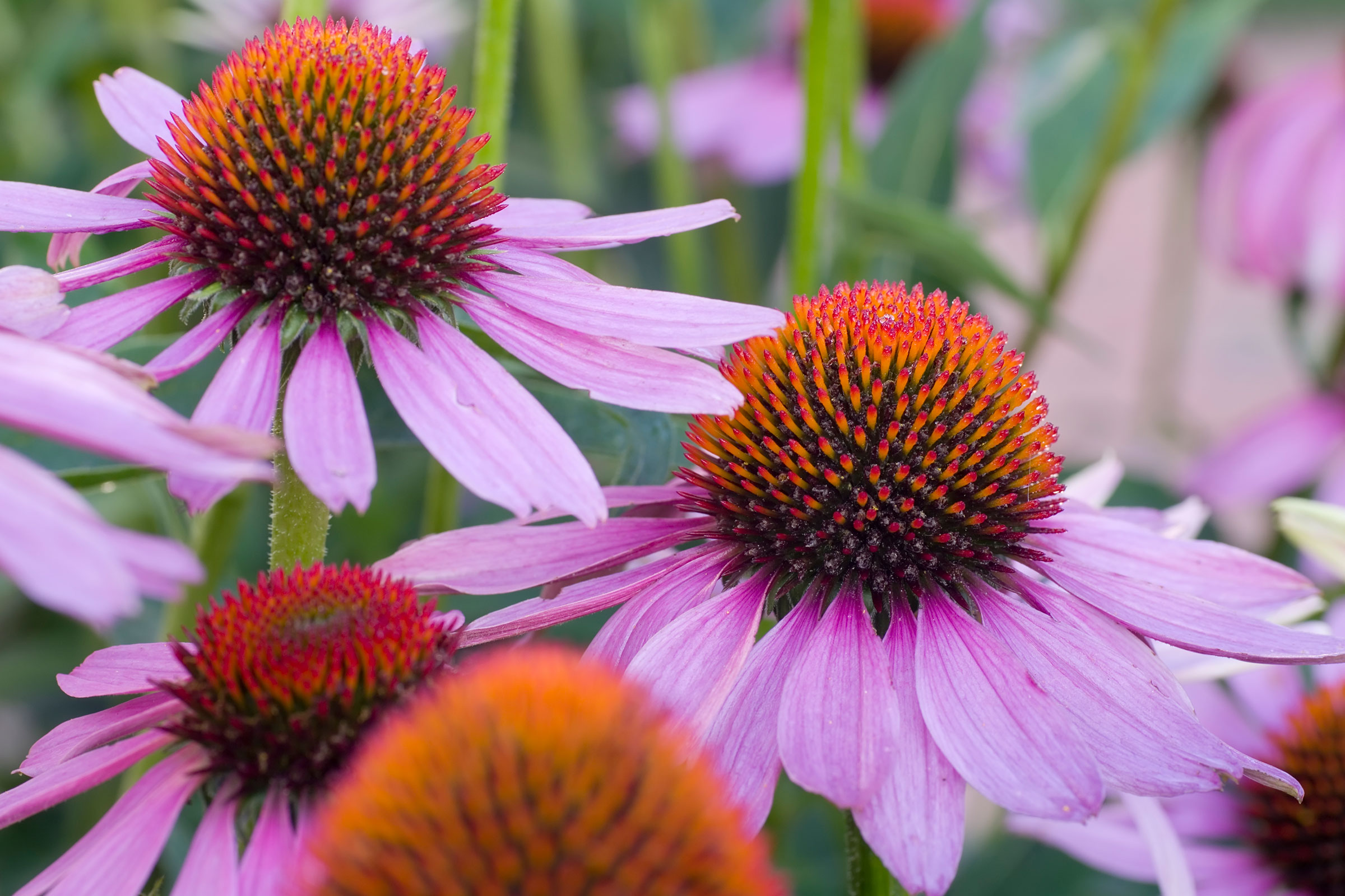 cirQum-audits-arzneipflanzen Blüten der Pflanze Roter Sonnenhut (Echinacea purpurea) in Großaufnahme.