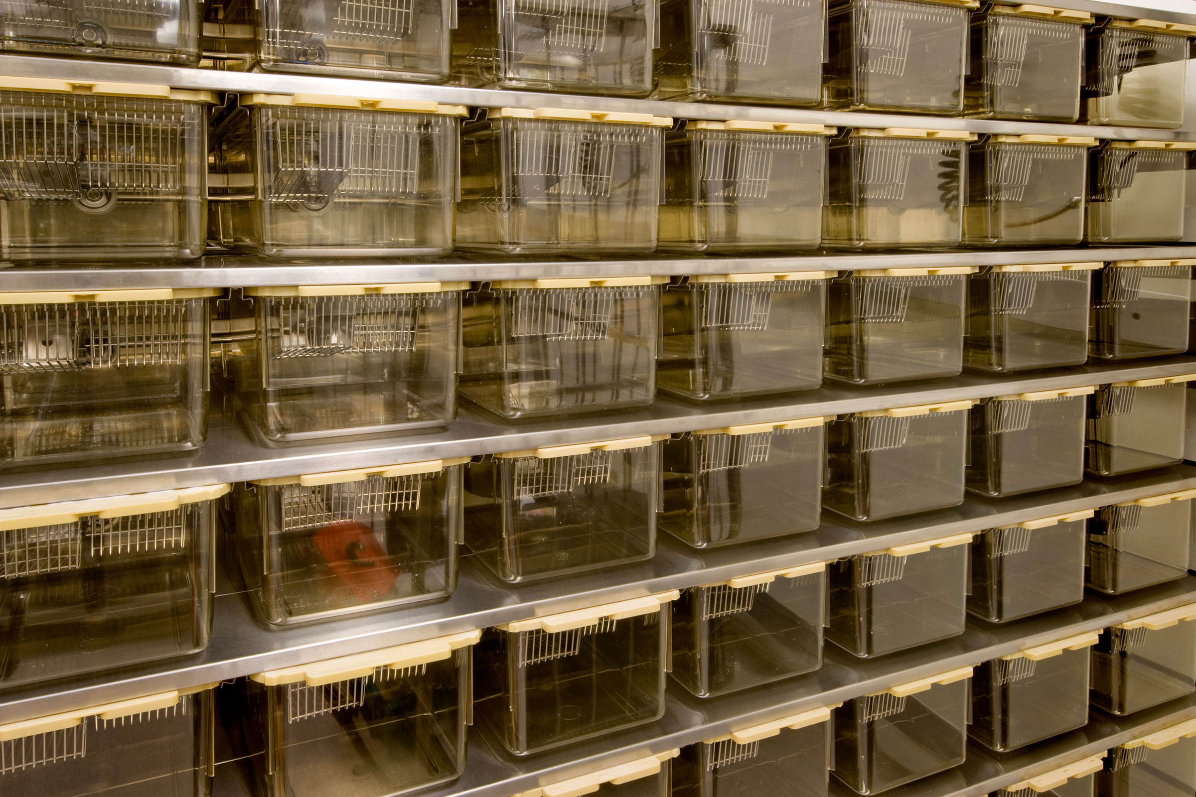 cirQum-beratung-gutelaborpraxis Batterie von Nagerkäfigen in einem Tierstall.