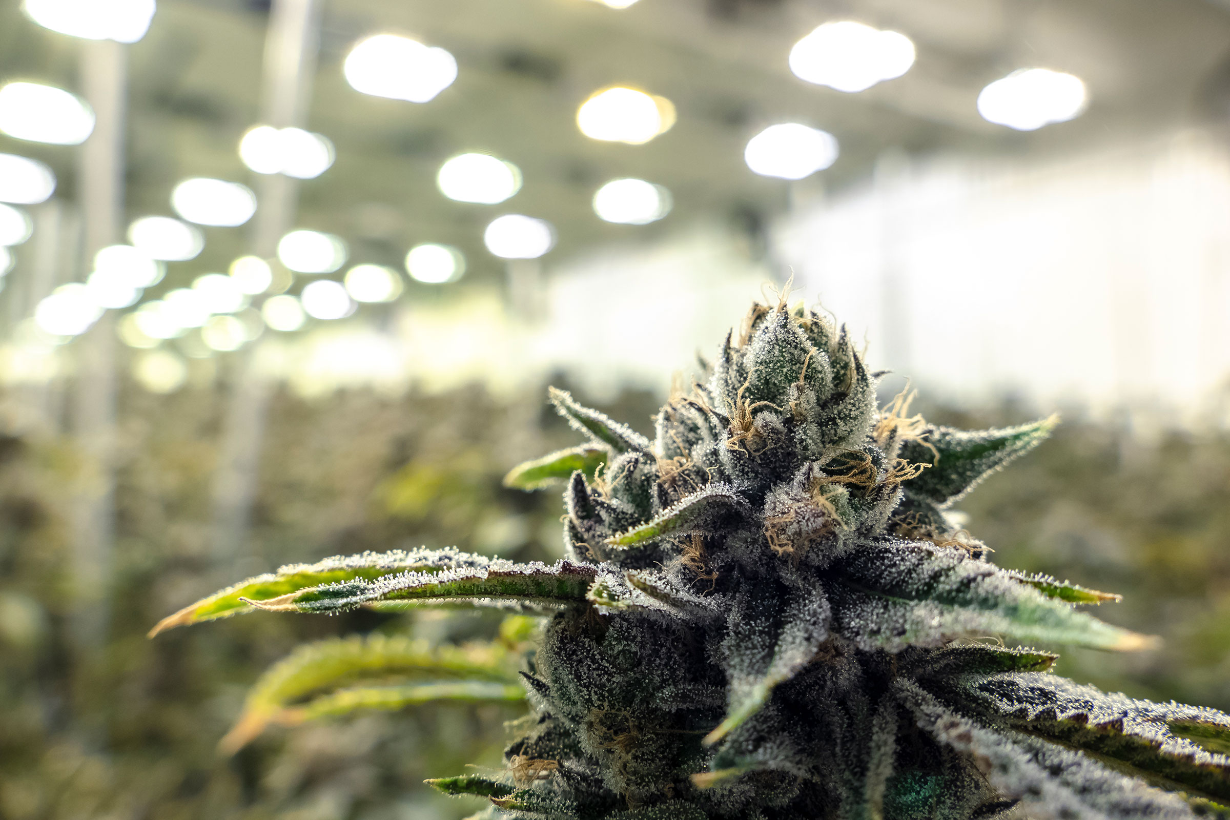 cirQum-beratung-medizinalcannabis Canabisblüte in einem medizinischen Labor.