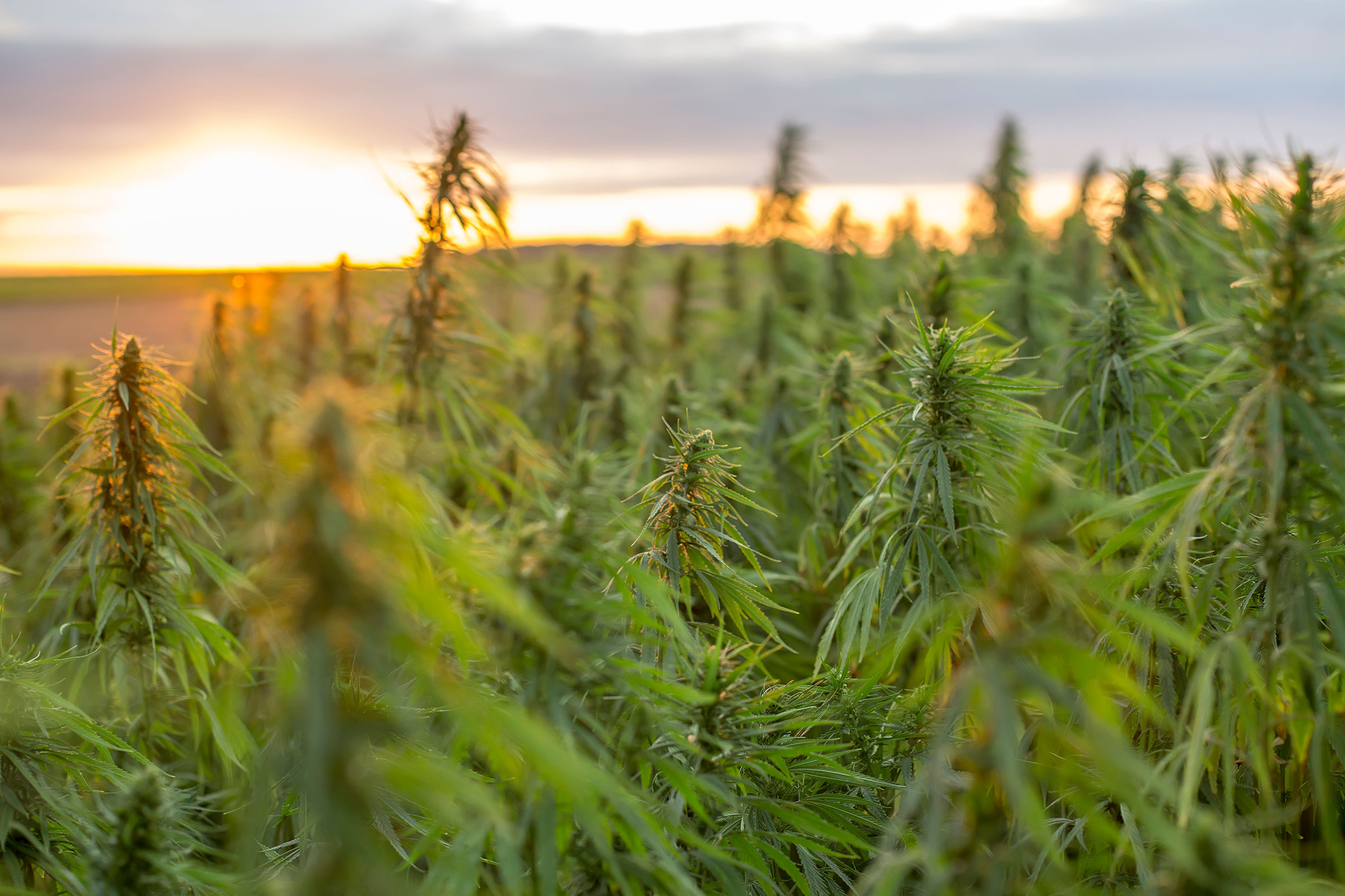 cirQum-cannabis-lieferanten Cannabis-Feld im Sonnenuntergang.