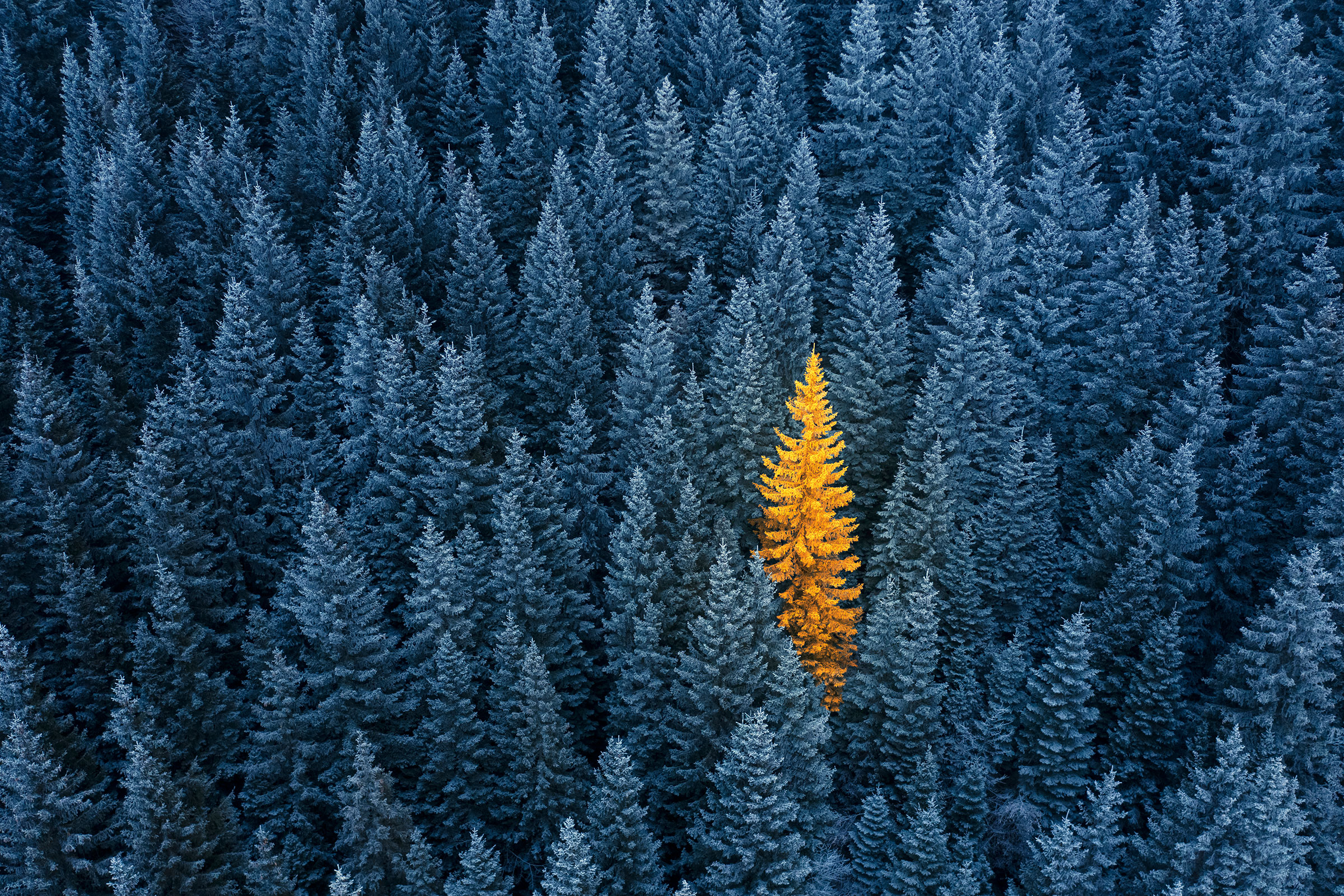 cirQum-schulungen-oos-ergebnisse Ansicht eines Waldes von oben. Ein Baum scheint orange zu leuchten.